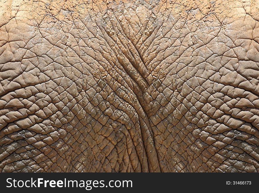 Texture of elephant skin use for background