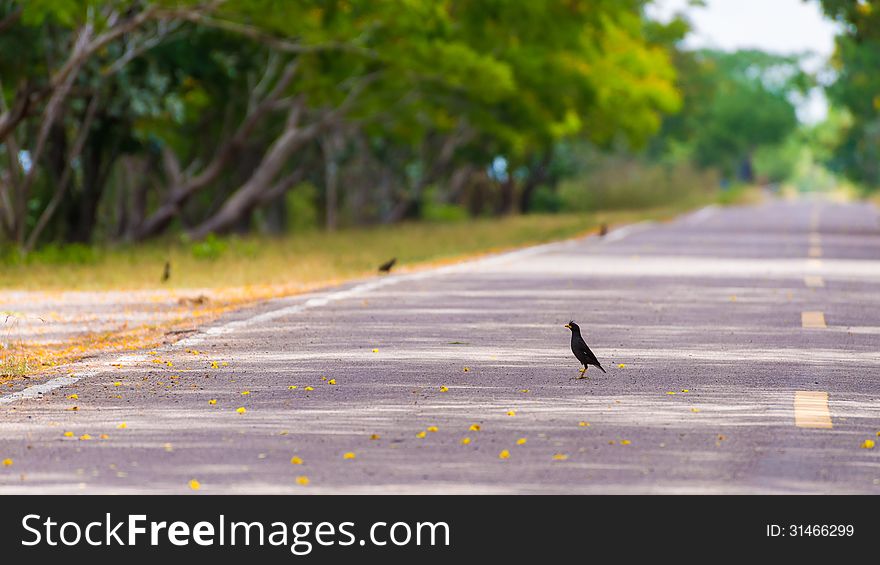 Wild bird standing on the road