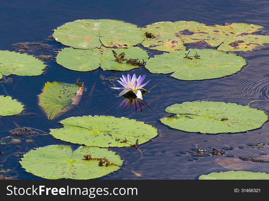 Water lily with leaves in swamp field pond