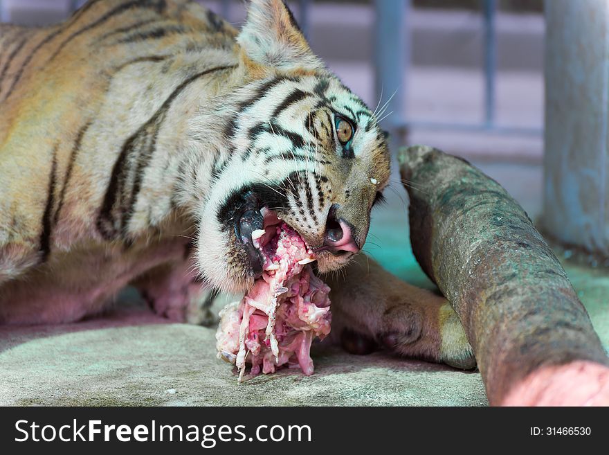 Wild bengal tiger captured behind bars in the zoo eating