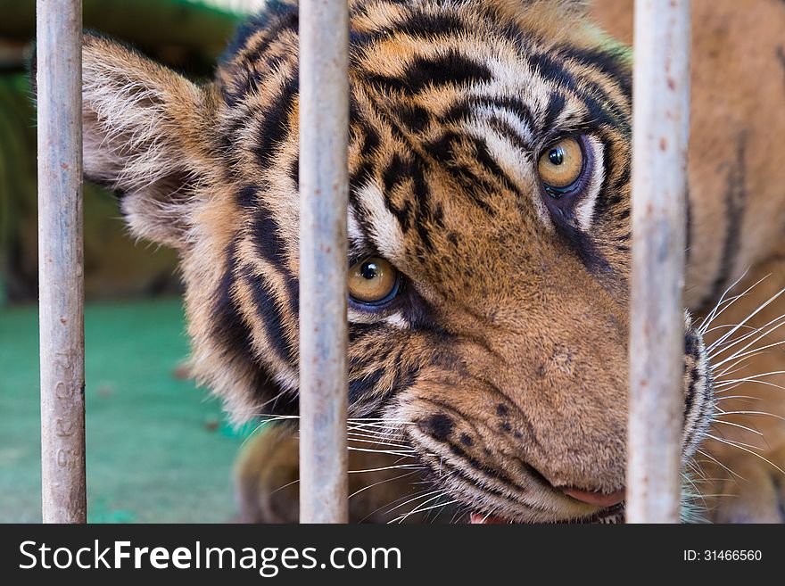 Wild bengal tiger captured behind bars in the zoo
