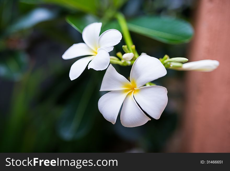White flowers on dark blurred background,selective focus