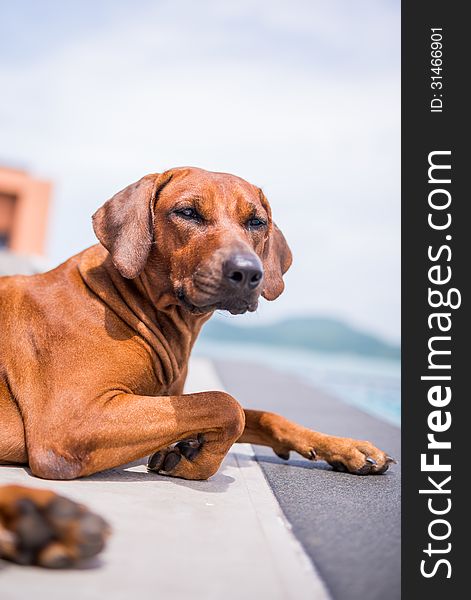 Thai brown dog sitting beside the pool