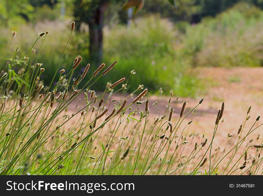 Blooming grass in a daylight, summer season.