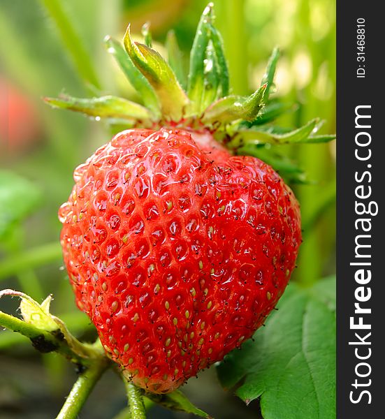 Close-up Image of Red Ripe Strawberry Growing in a Garden