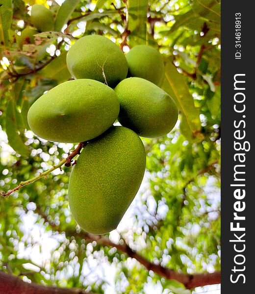 A Shot Of Group Of Green Mangoes.This Shot Took At Pollachi In Coimbatore District In Tamilnadu,india