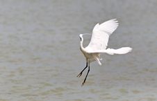 Little Egret Is Hunting Royalty Free Stock Photography
