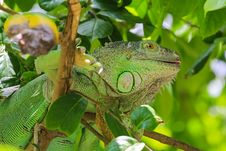 Green Iguana Royalty Free Stock Image Green Iguana Royalty Free Stock Image