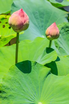 Pink Lotus Stock Images Pink Lotus Stock Images