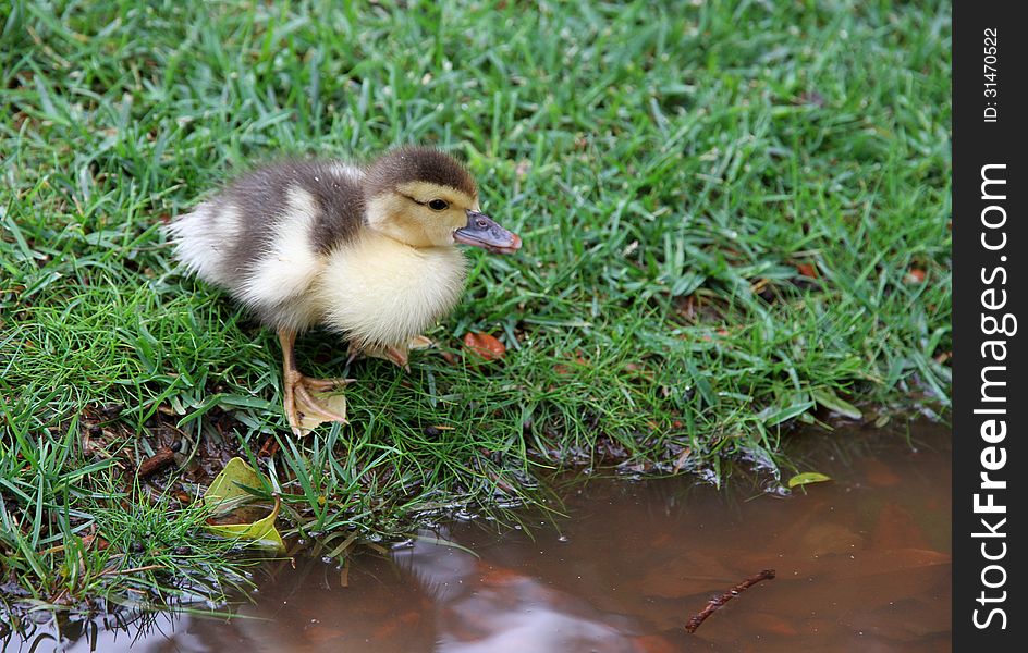 One Lovely Duckling On A Grassy Lawn