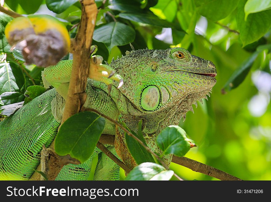 Green iguana disguises in green leafs of a tree