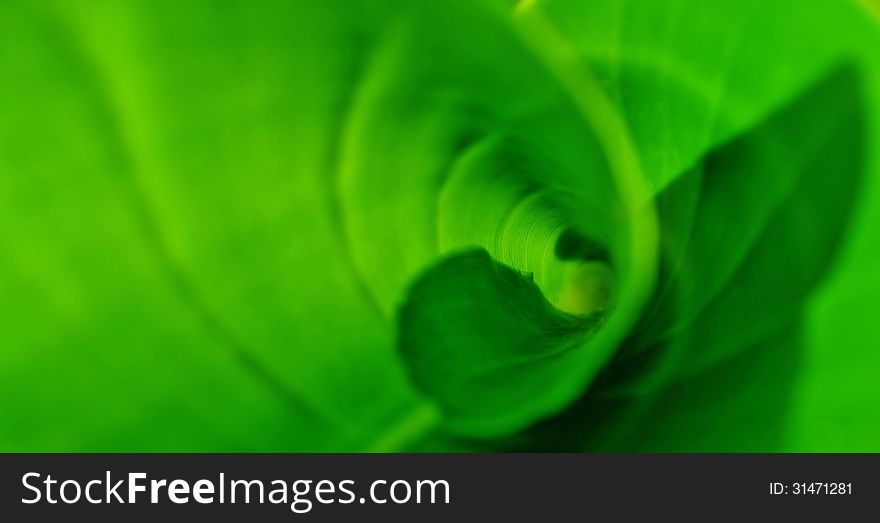 Close up of green wild banana leaf