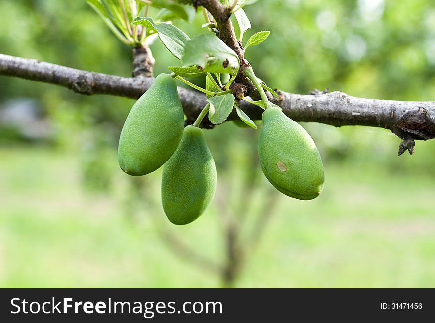 Three immature green plums, photographed in a fruit tree