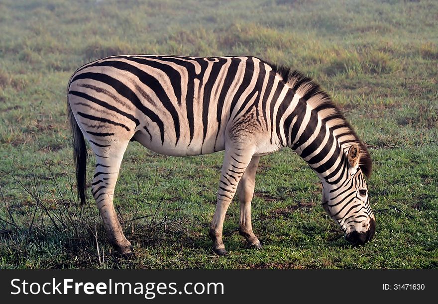 Close up of zebras on a misty morning. Close up of zebras on a misty morning