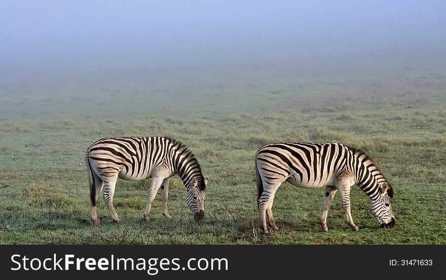 Zebras in the mist...