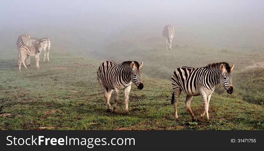 Close up of zebras on a misty morning. Close up of zebras on a misty morning