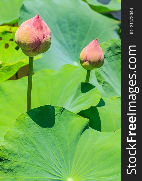 Pink Lotus in Chinese Garden