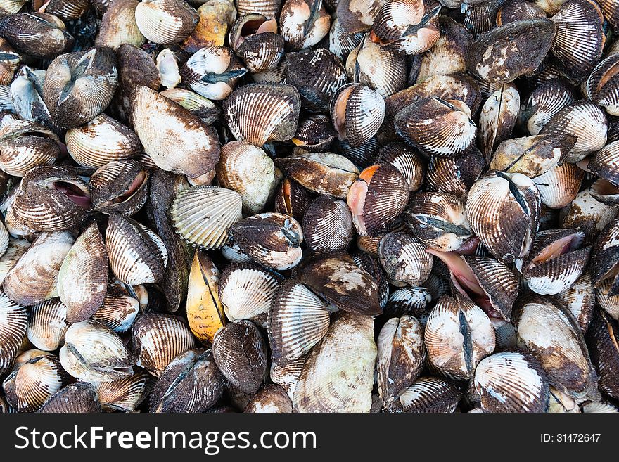 Group of live sea shell. Group of live sea shell