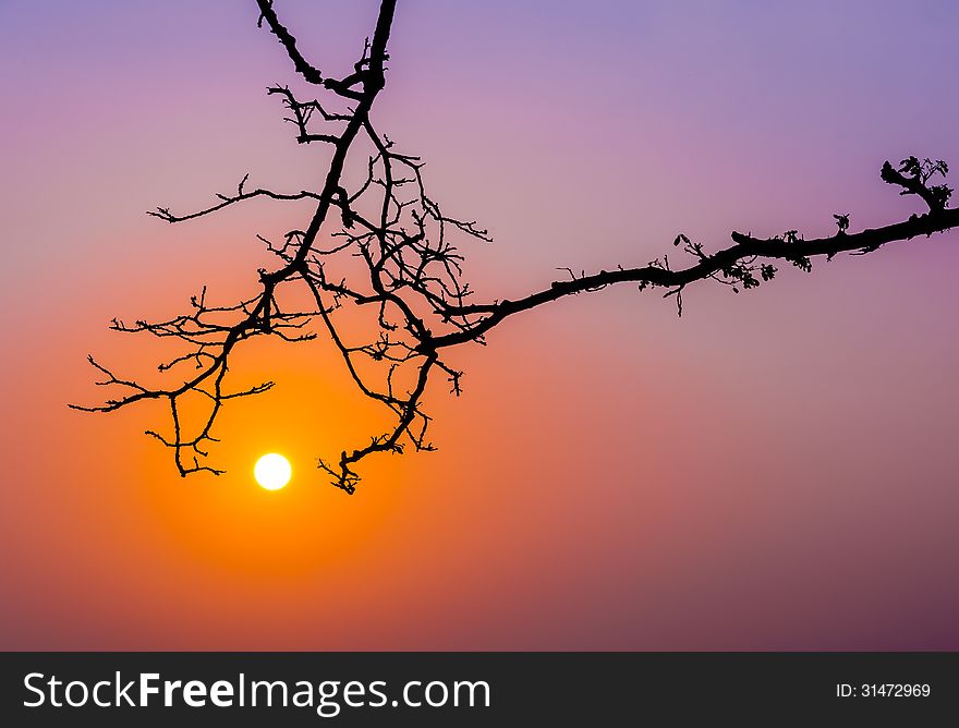 Silhouette tree trunk reach out to morning sunrise in twilight sky. Silhouette tree trunk reach out to morning sunrise in twilight sky
