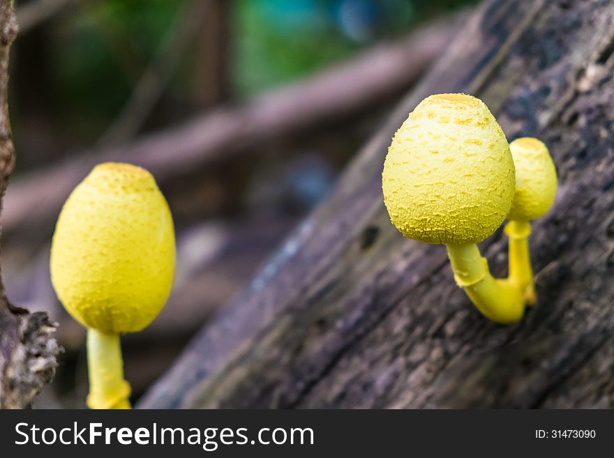 Group of yellow mushroom on log wood