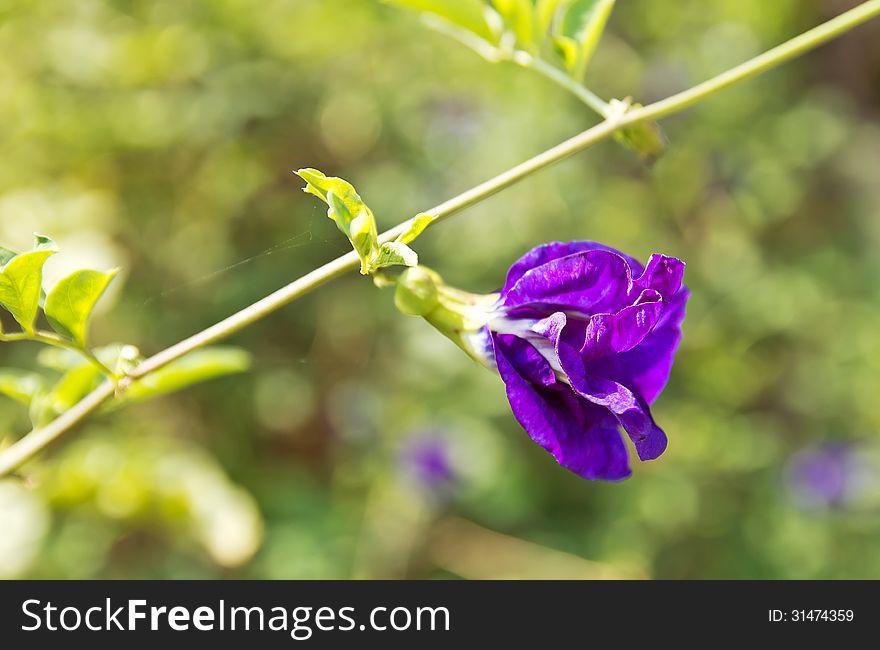 Butterfly pea flower medicinal herbs.