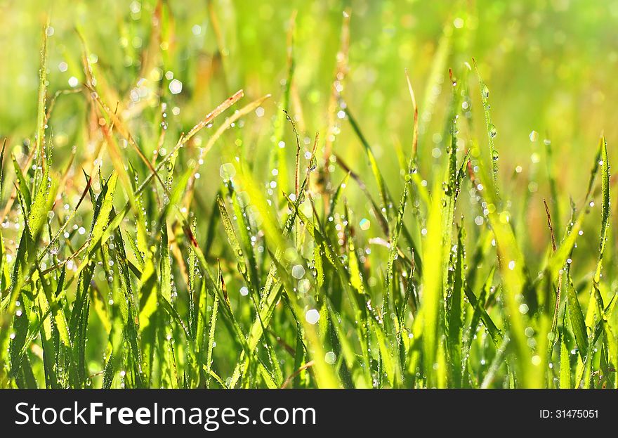 Fresh grass in the morning dew