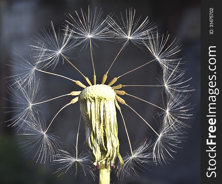 Remaining in the inflorescence stir dandelion seeds in wind. Remaining in the inflorescence stir dandelion seeds in wind.