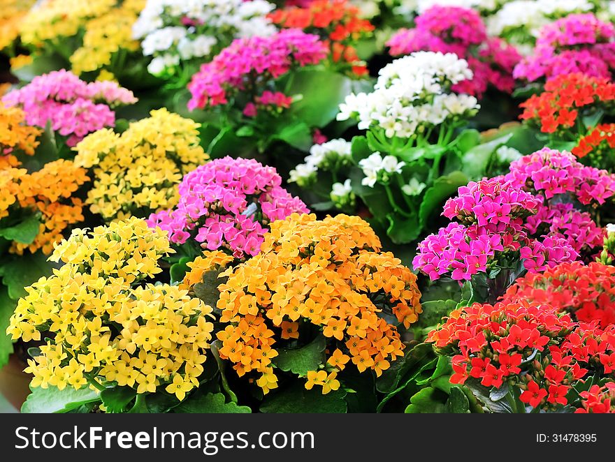 Bright different colored flowers as a floral background or wallpapers