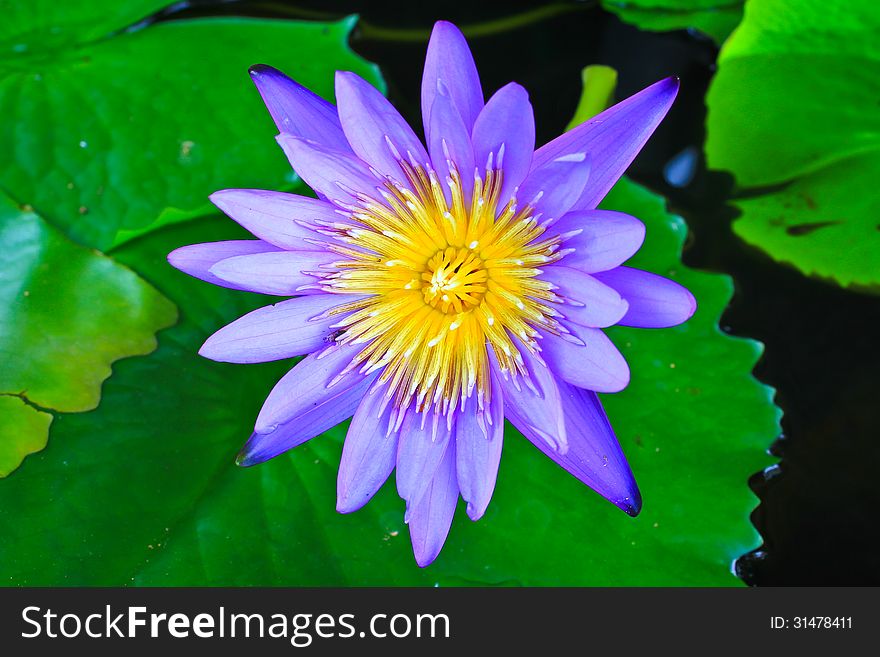 Beautiful blue lotus, shot close up in summer