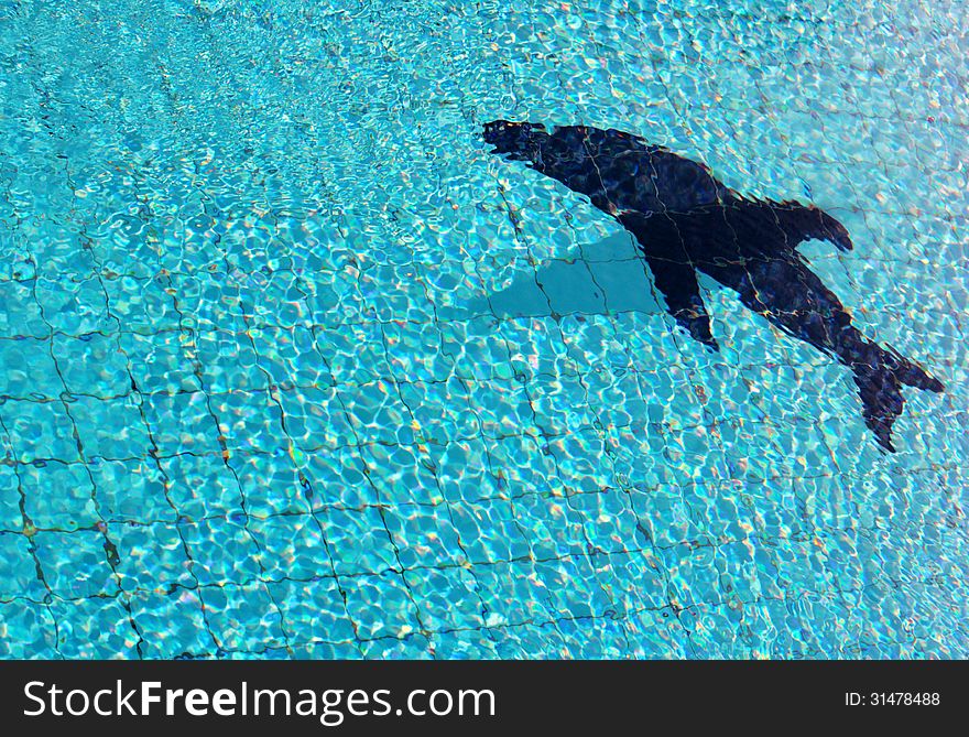 Silhouette of dolphin on a background of bright blue transparent water