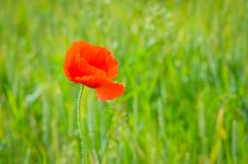 Poppy On A Green Field Stock Image Poppy On A Green Field Stock Image