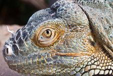 Lizard Royalty Free Stock Images Lizard Royalty Free Stock Images