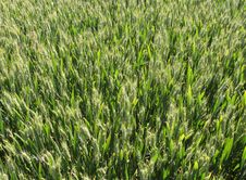 Green Wheat Field Royalty Free Stock Photos Green Wheat Field Royalty Free Stock Photos