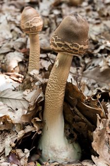 Parasol Mushrooms Stock Photography