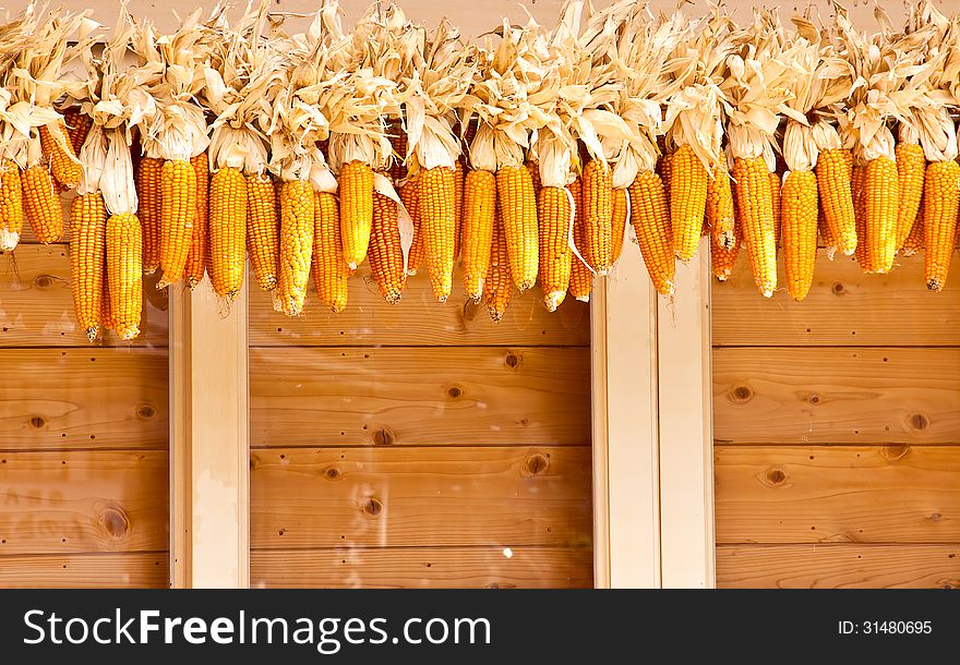 Many corn had been hung on the wood. Many corn had been hung on the wood