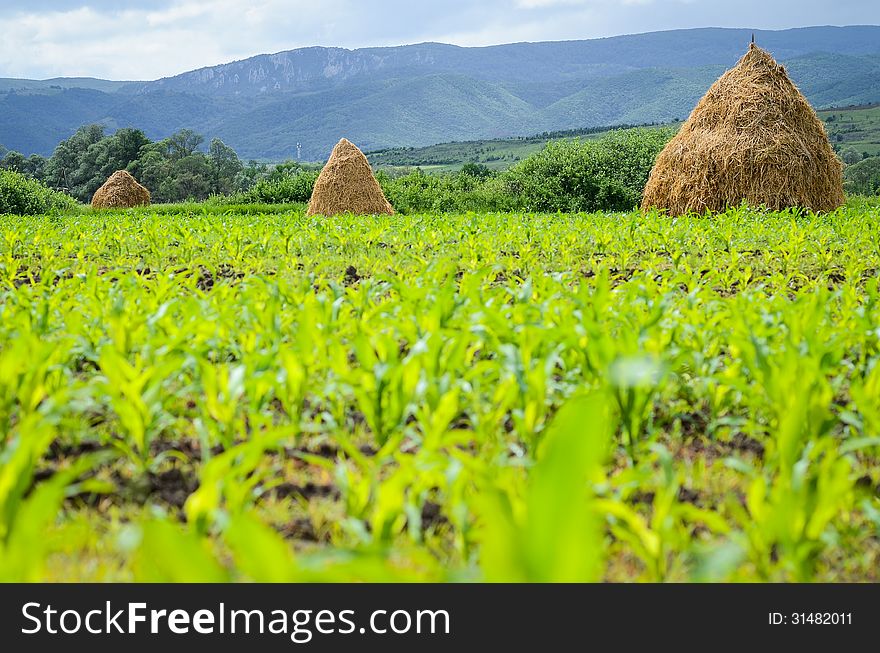 Hay stacks on a corn field