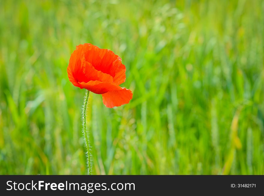 Single poppy on a green field