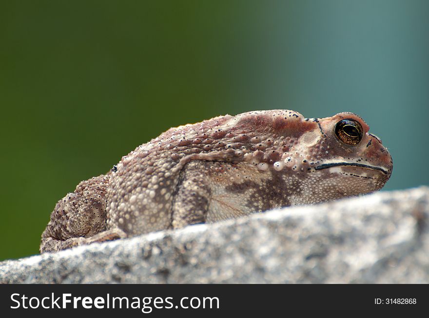 Toad sitting on a concrete wall. Toad sitting on a concrete wall