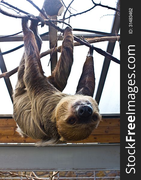 Three-toed sloth