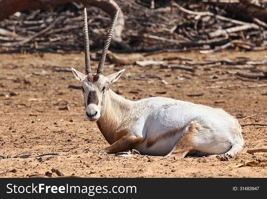 Antelope (Arabian oryx) in Hai-Bar nature reserve, Israel