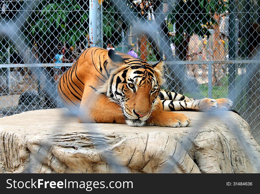 The big Bengal tiger in the Thai zoo.