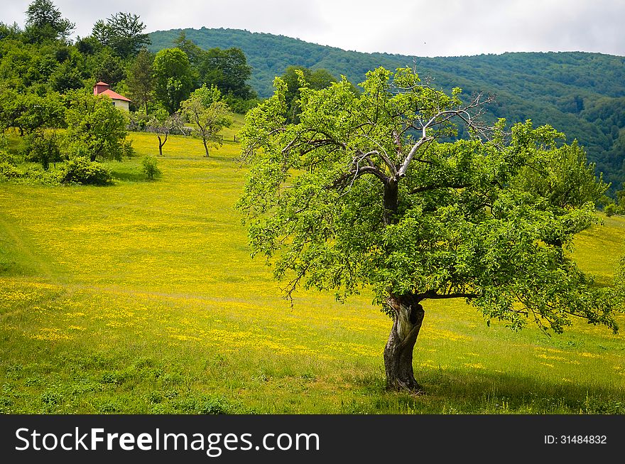 Trees in a field with grass