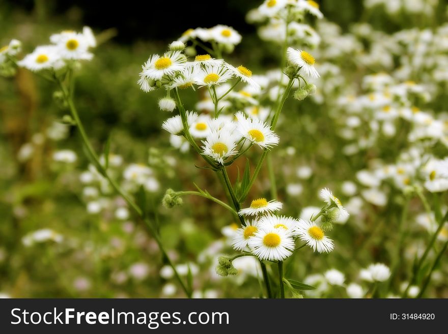 A field of wild white daisies with a softened glow. A field of wild white daisies with a softened glow