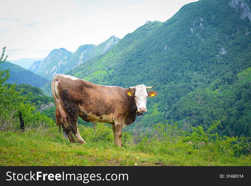 Cow in the mountains