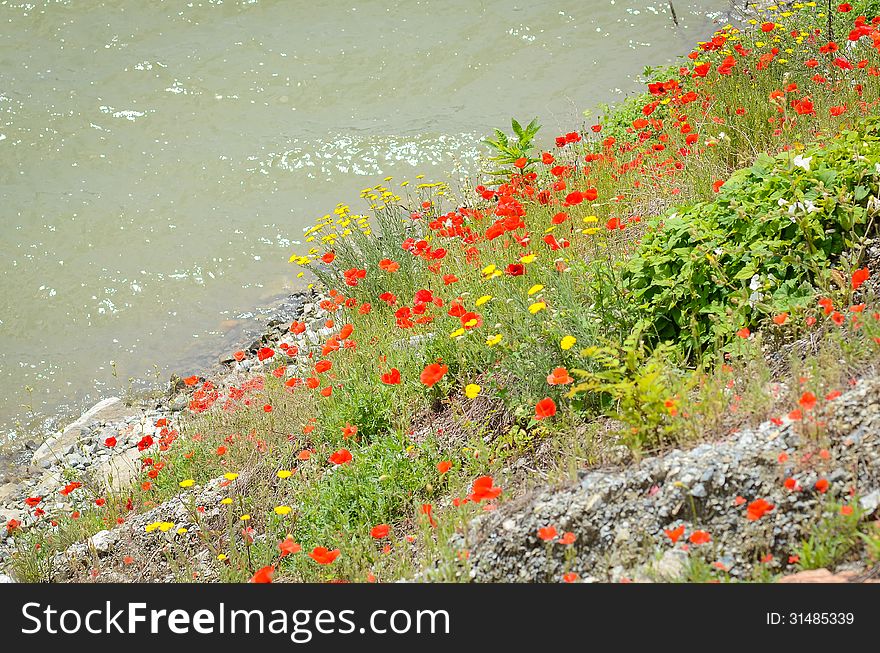 Field Of Poppies