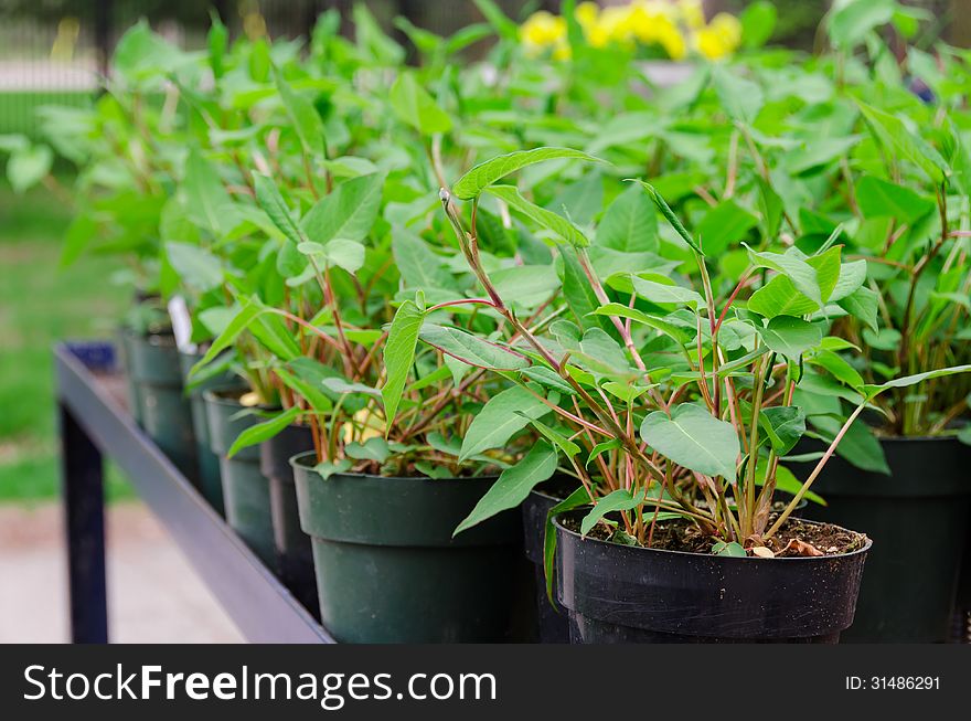 Many flowers ready to planting in the spring garden