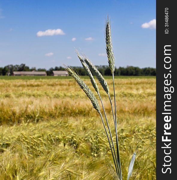 Ears Of Corn On A Background Of Field