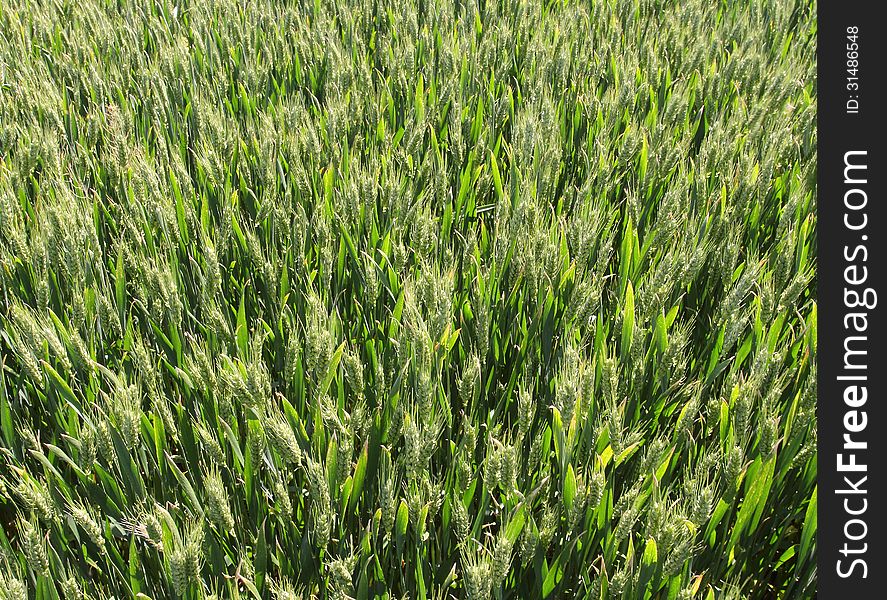 Green Wheat Field. top view.