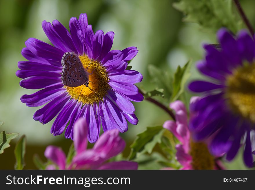 Flower ( Daisy ) purple or violet petals and yellow center where the inn a butterfly ( Polyommatus ) with wings closed. On green, focus. Flower ( Daisy ) purple or violet petals and yellow center where the inn a butterfly ( Polyommatus ) with wings closed. On green, focus