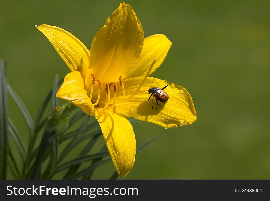 Yellow Day-Lily &x28;Hemerocallis&x29;.